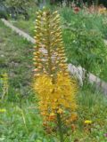 Eremurus stenophyllus. Верхушка соцветия. Украина, г. Запорожье, Запорожский детский ботанический сад. 19.06.2009.