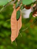 Bauhinia tomentosa