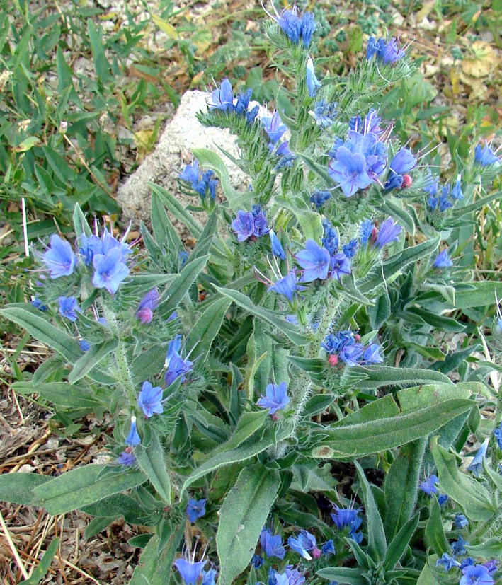 Image of Echium vulgare specimen.