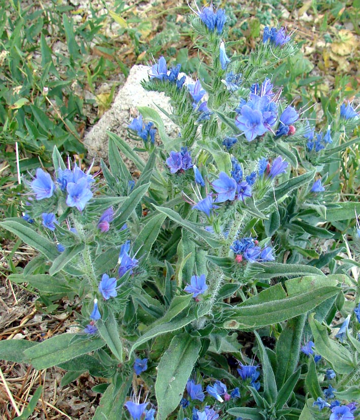 Изображение особи Echium vulgare.