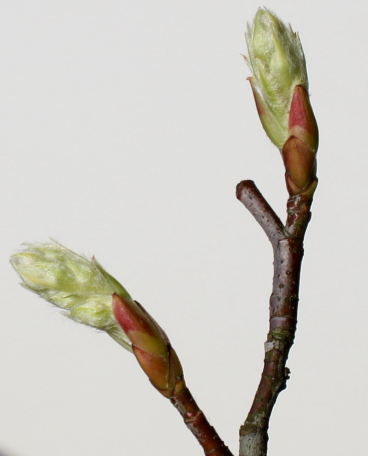 Изображение особи Amelanchier canadensis.