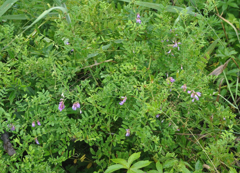 Image of Vicia woroschilovii specimen.