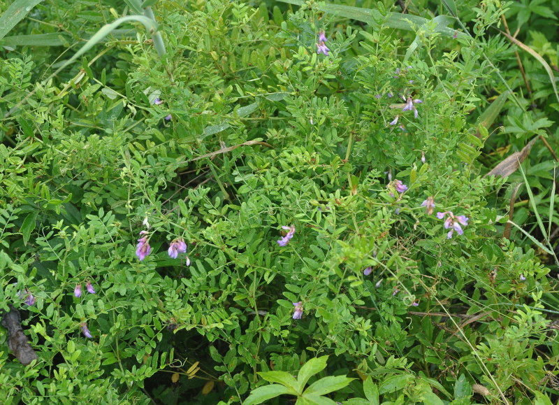 Изображение особи Vicia woroschilovii.