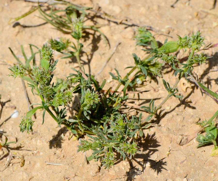 Image of Pteranthus dichotomus specimen.