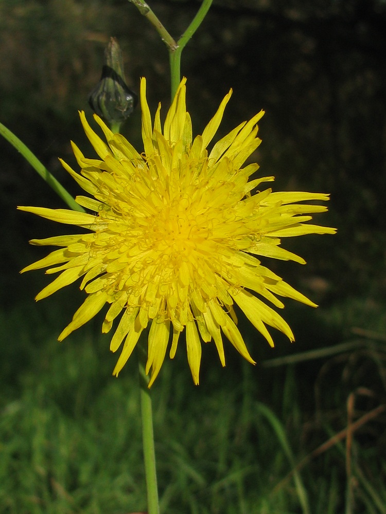 Image of Sonchus arvensis specimen.