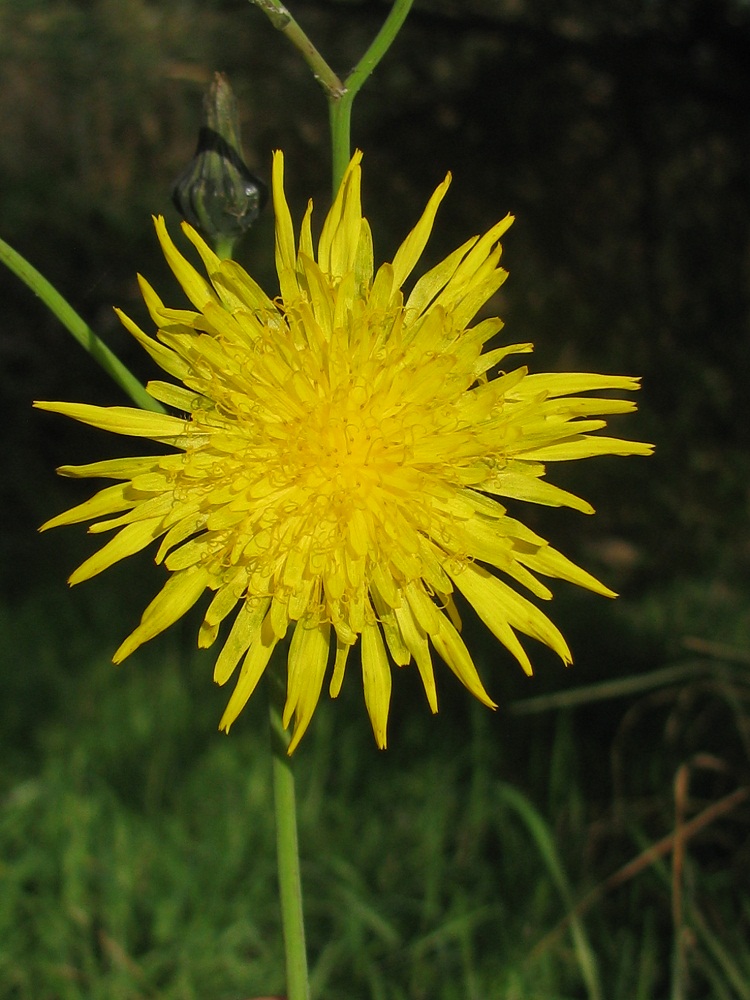 Изображение особи Sonchus arvensis.