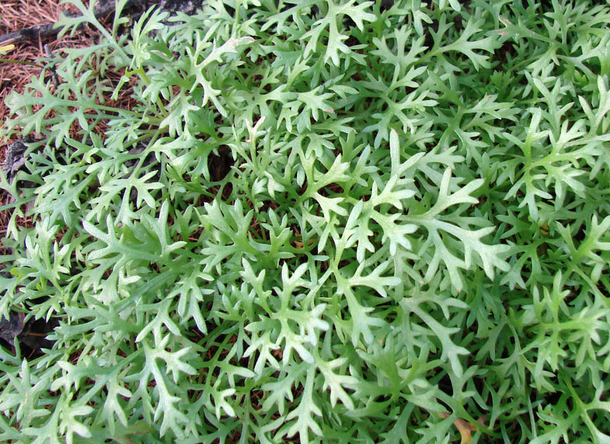 Image of Chrysanthemum zawadskii specimen.