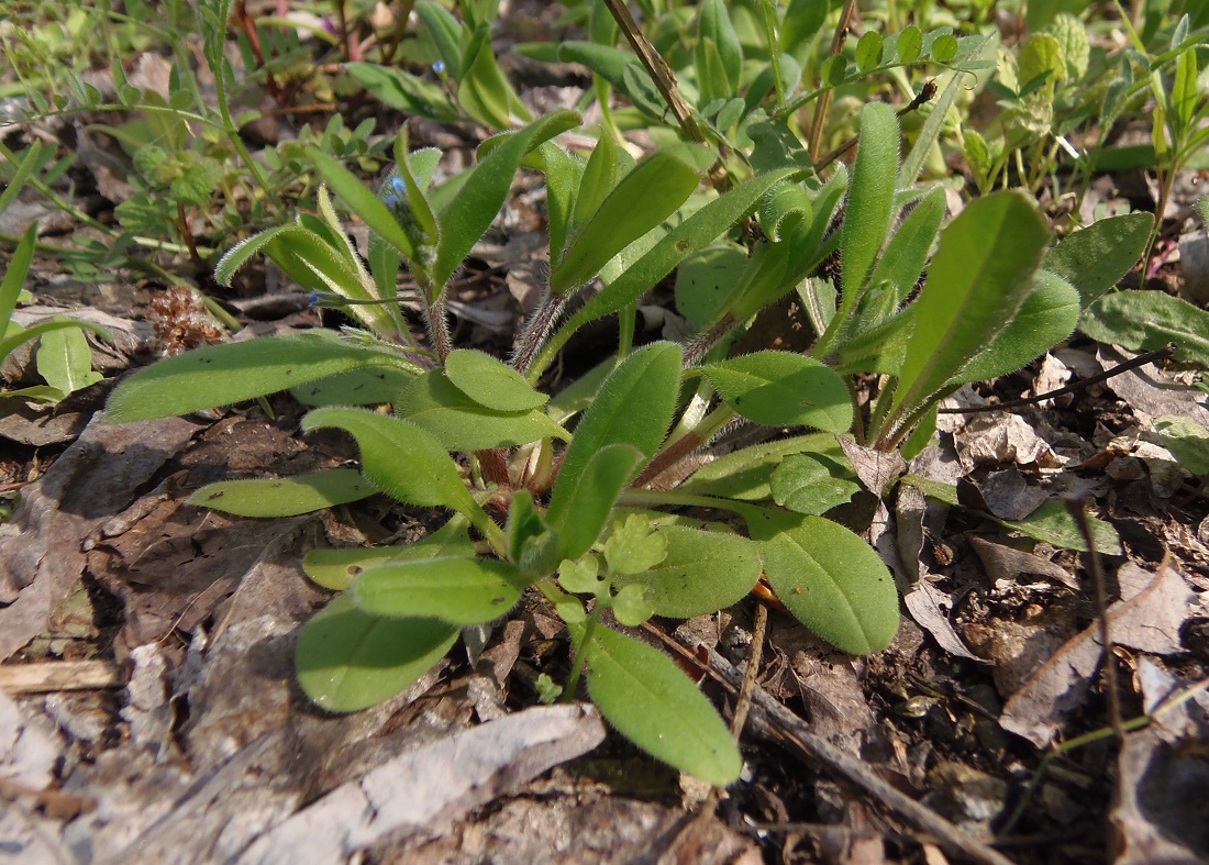 Изображение особи Myosotis sparsiflora.