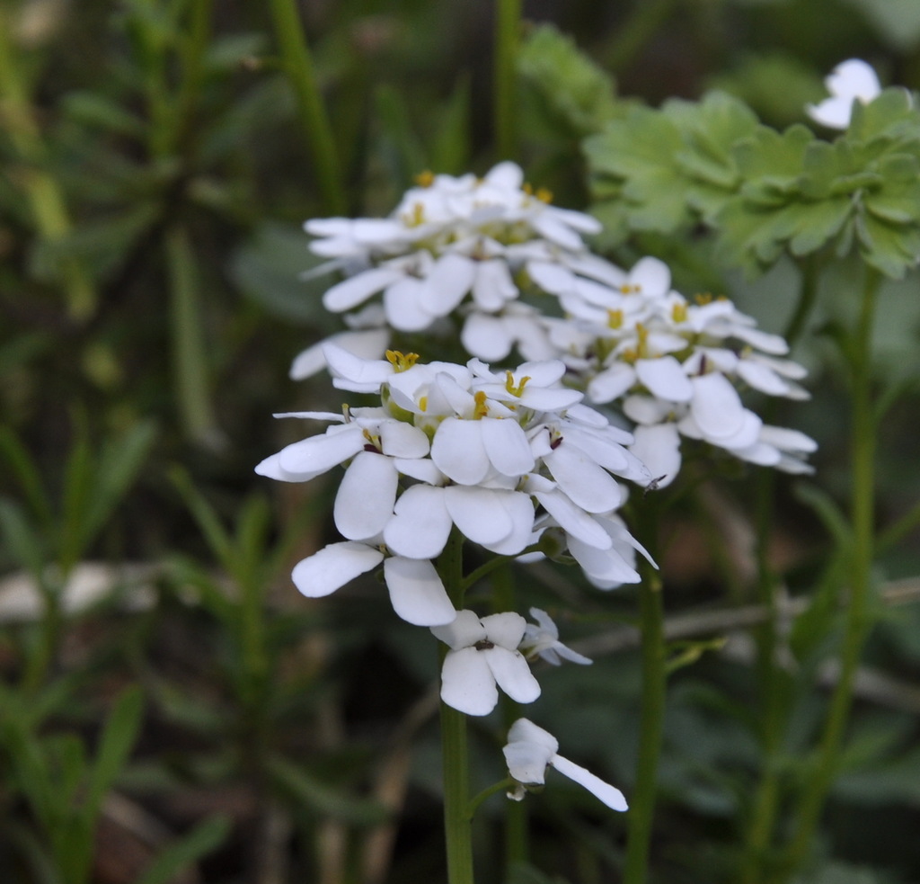 Изображение особи Iberis sempervirens.