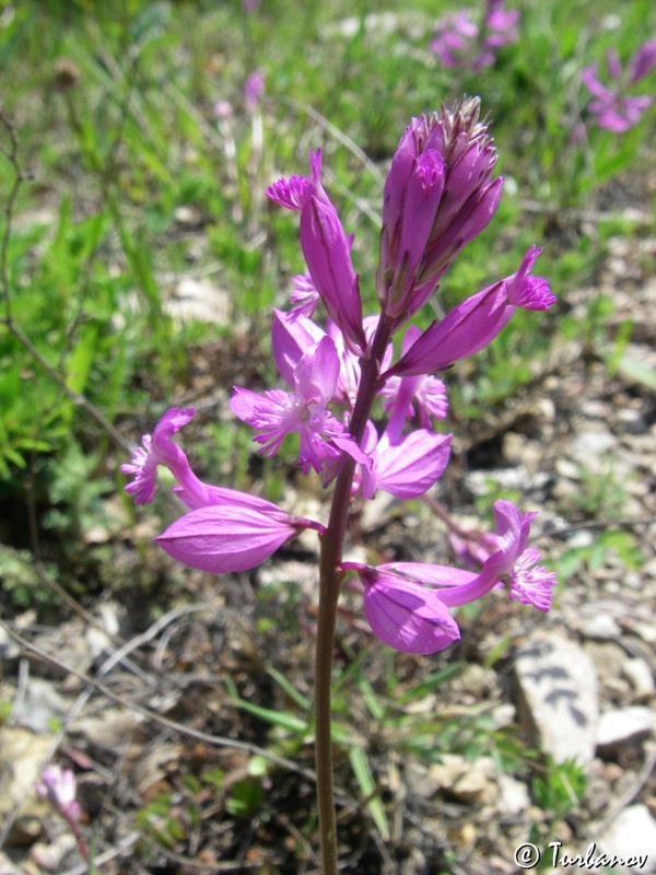 Image of Polygala major specimen.