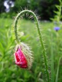 Papaver rhoeas