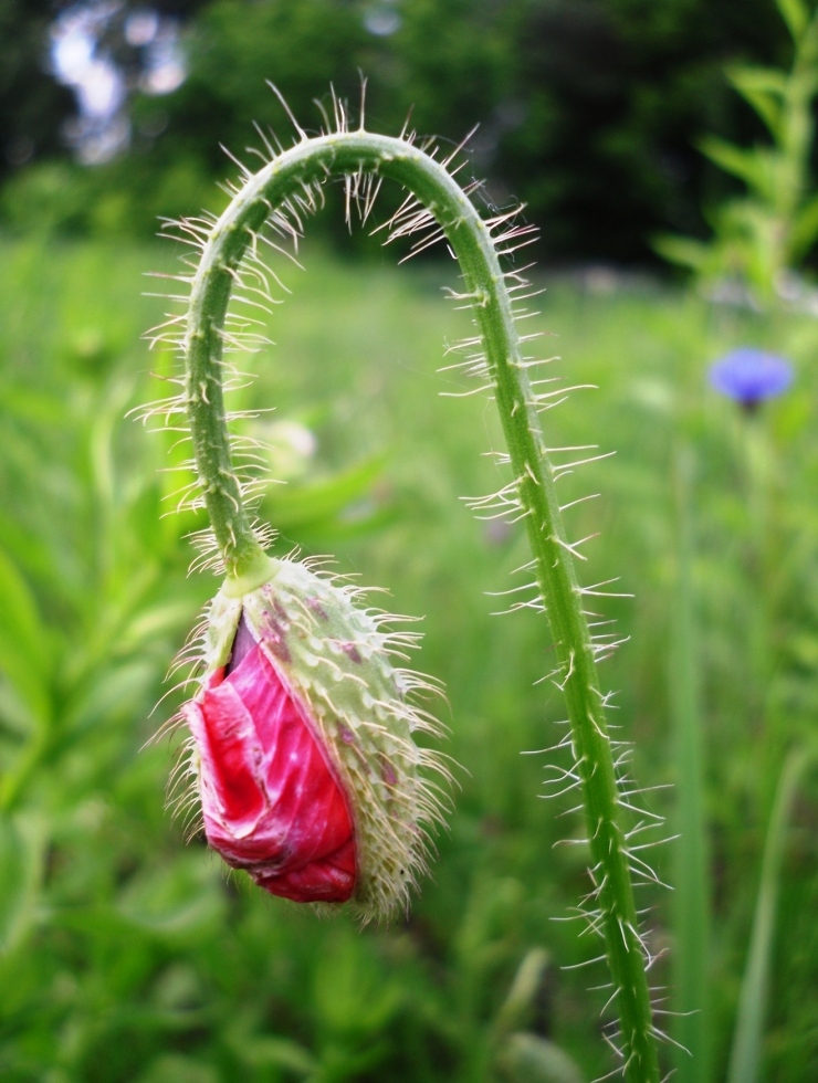 Изображение особи Papaver rhoeas.