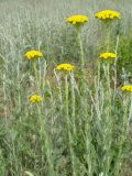 Pseudohandelia umbellifera