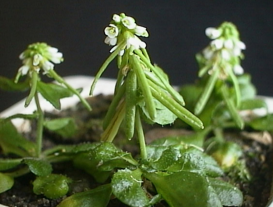 Изображение особи Arabidopsis thaliana.