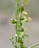 Isatis steveniana