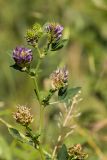 Medicago sativa. Верхушка растения с соцветиями. Ростовская обл., Аксайский р-н, окр. хут. Александровка. 09.06.2013.
