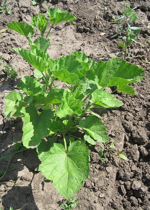 Image of Althaea officinalis specimen.