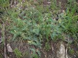 Astragalus ciceroides. Цветущее растение. Карачаево-Черкесия, Теберда, гора Лысая. 29.05.2013.