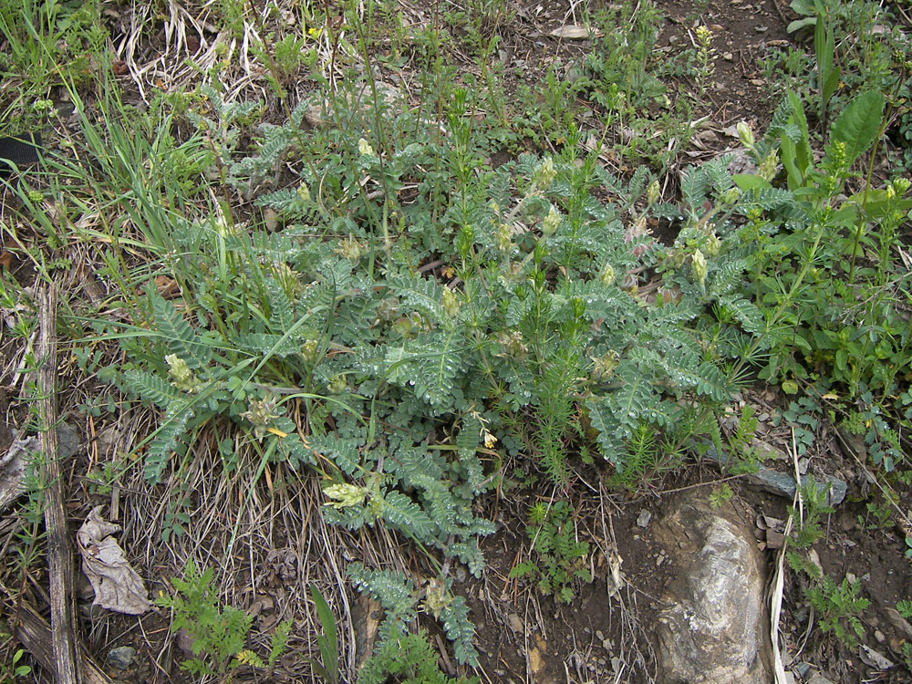 Image of Astragalus ciceroides specimen.
