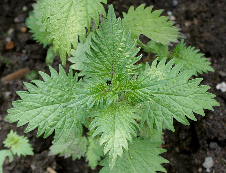 Image of Urtica pilulifera specimen.