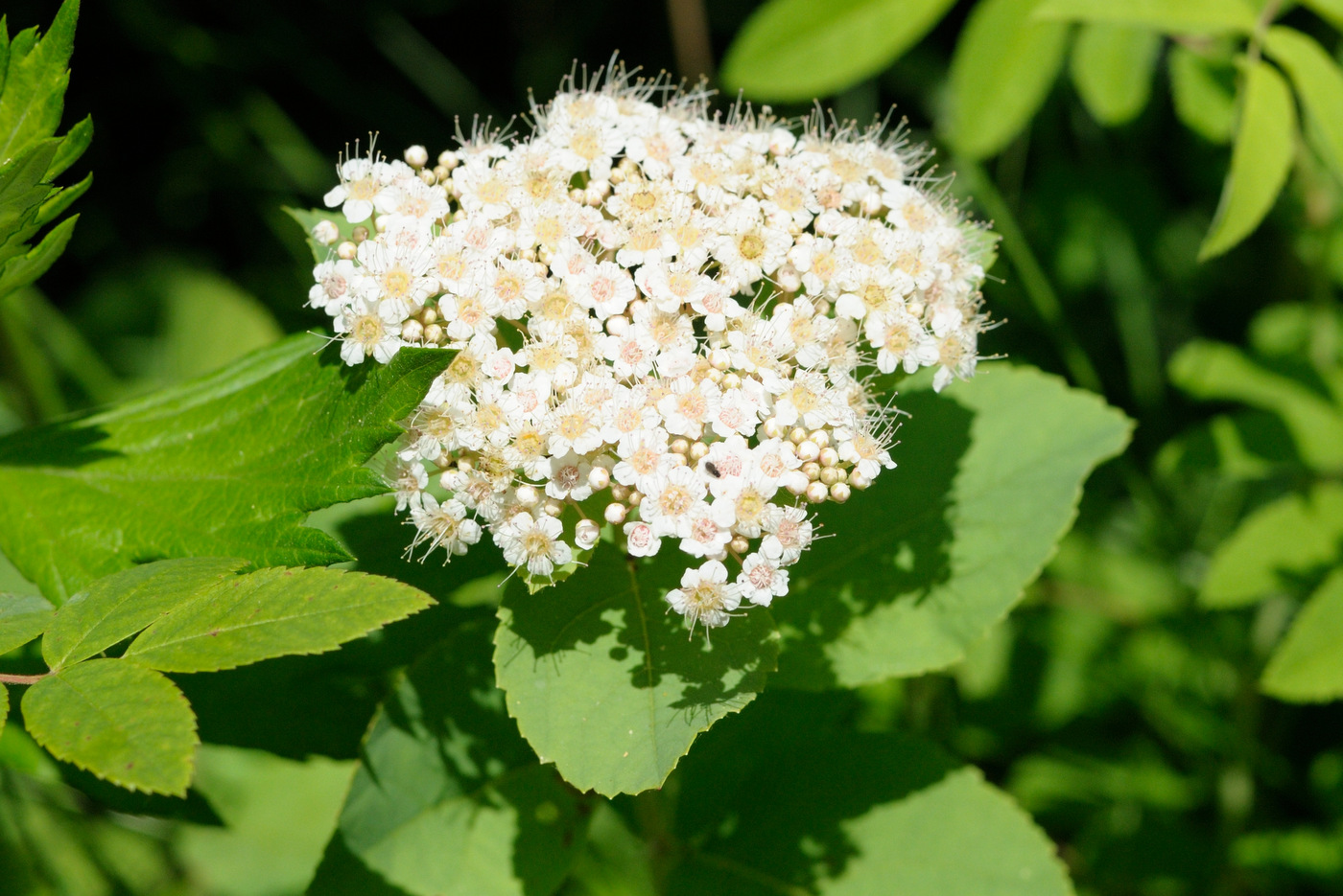 Image of Spiraea betulifolia specimen.