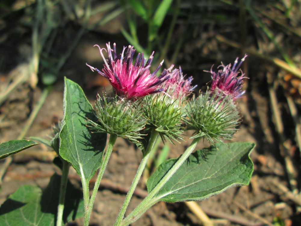 Изображение особи Arctium × ambiguum.