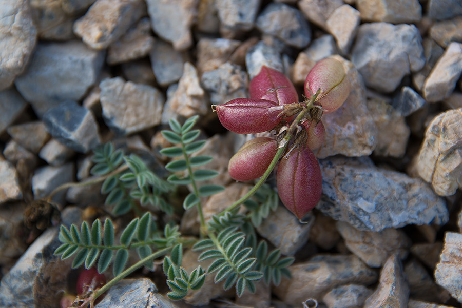 Изображение особи Astragalus pseudoaustralis.