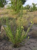 genus Oenothera