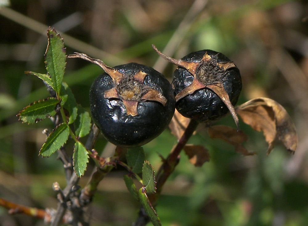 Image of Rosa elasmacantha specimen.