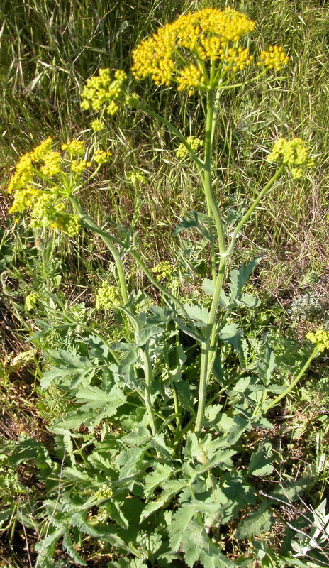 Image of Pastinaca sativa specimen.