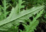 Cirsium palustre. Верхушка листа прикорневой розетки (вид с обратной стороны). Архангельская обл., Вельский р-н, окр. пос. Усть-Шоноша. 11.08.2013.