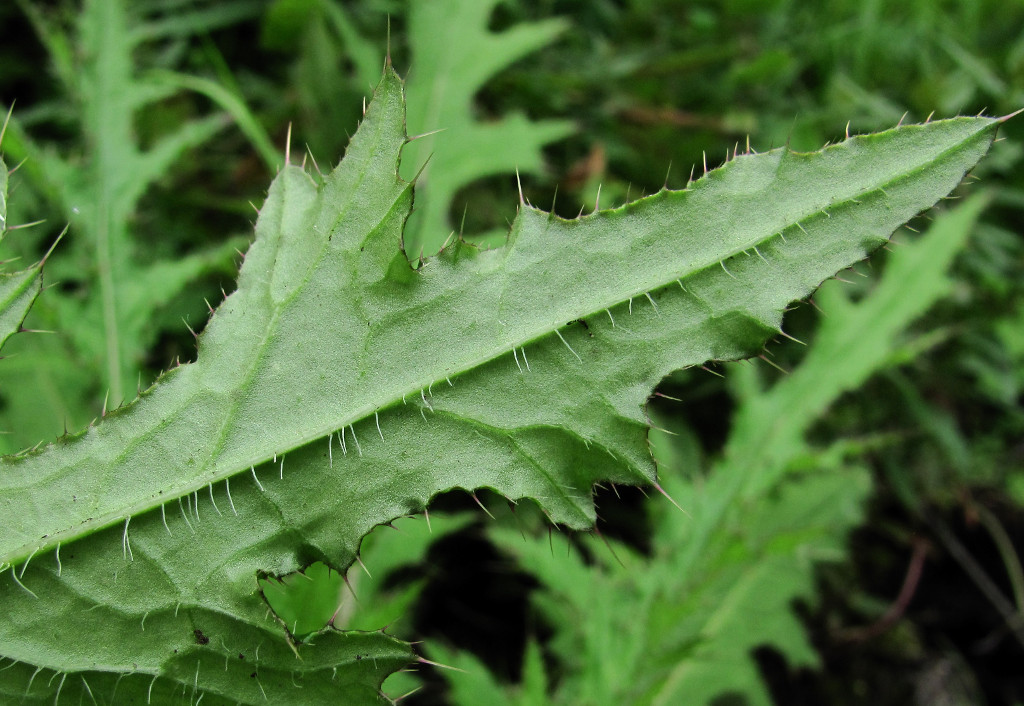 Image of Cirsium palustre specimen.