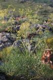 Ferula leucographa. Цветущее растение. Южный Казахстан, горы Каракус. 16.05.2013.