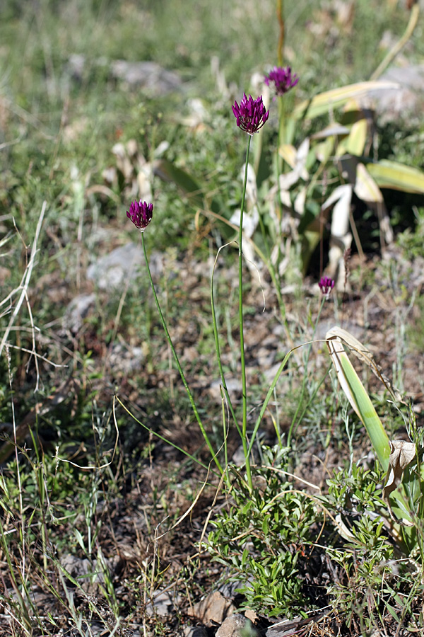 Image of Allium barsczewskii specimen.