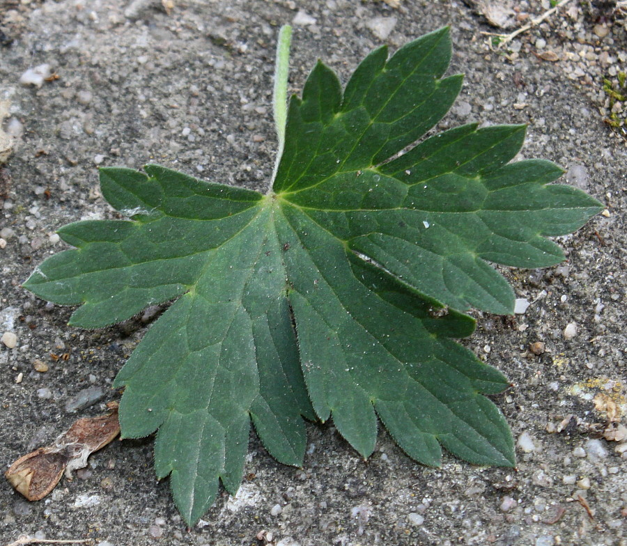 Изображение особи Geranium wallichianum.