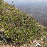 Изображение особи. Автор - Татьяна Винокурова