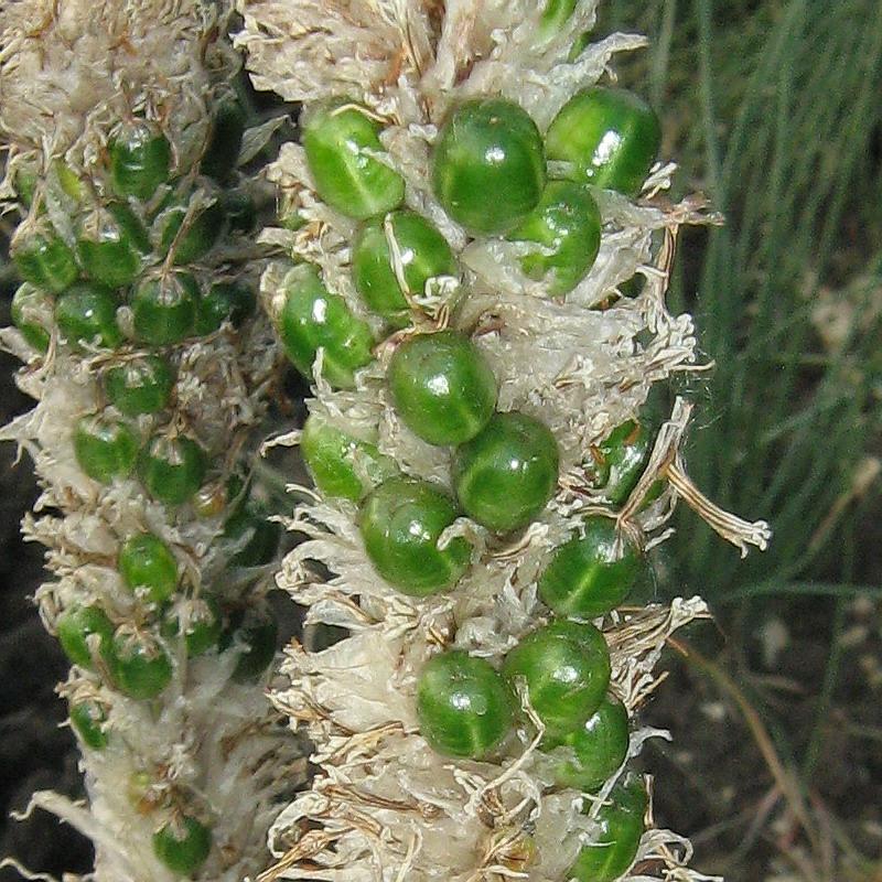 Image of Asphodeline taurica specimen.