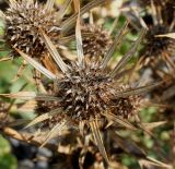 Eryngium bourgatii