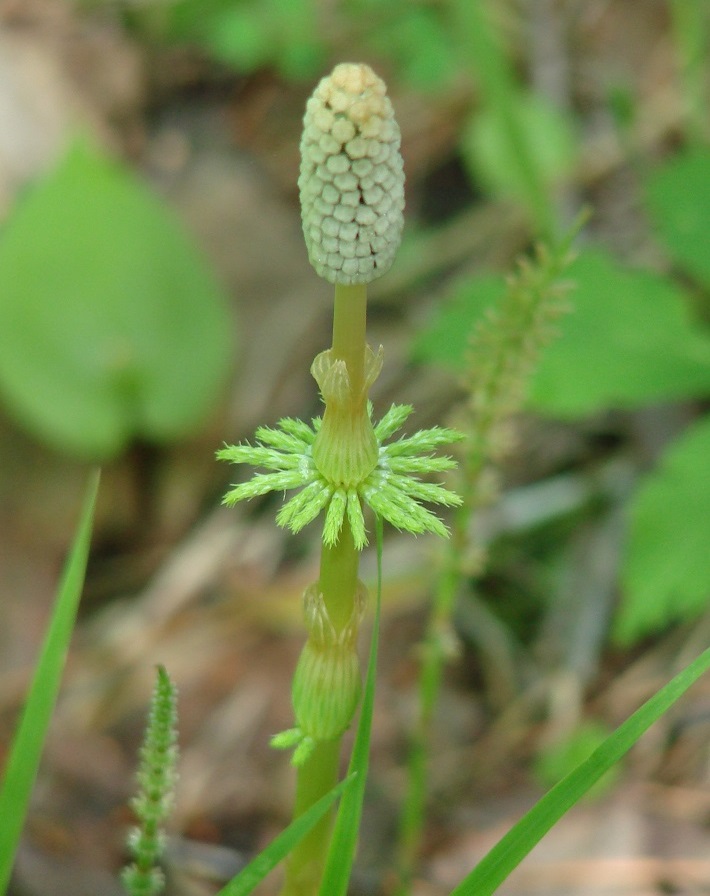 Изображение особи Equisetum sylvaticum.