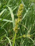род Carex. Соцветие. Украина, г. Запорожье, балка между Космическим мкрн. и Опытной станцией, берег ручья. 17.05.2013.