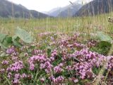 род Thymus