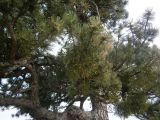 род Pinus