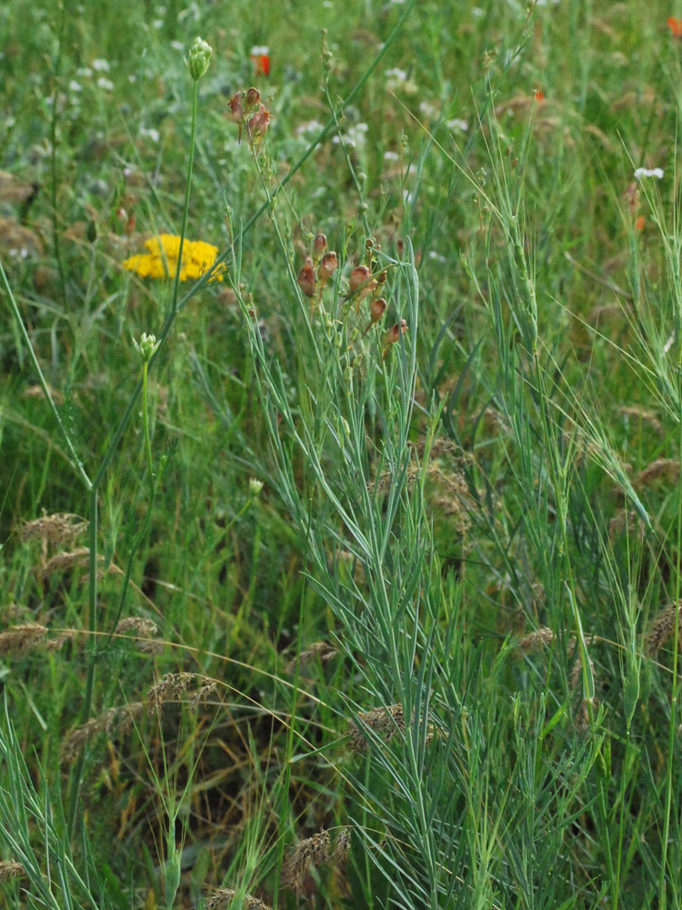 Image of Linaria popovii specimen.