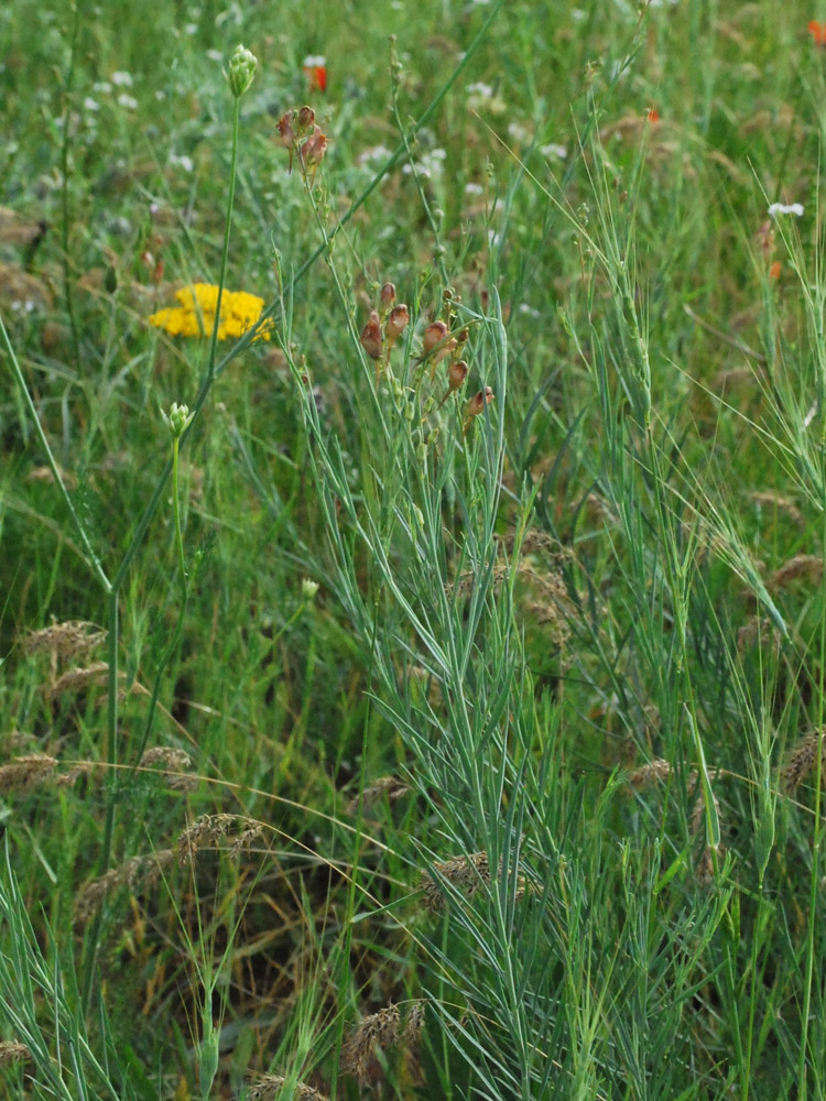 Изображение особи Linaria popovii.