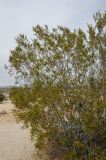 Larrea tridentata. Кустарник в пустыне. США, Калифорния, Joshua Tree National Park. 19.02.2014.