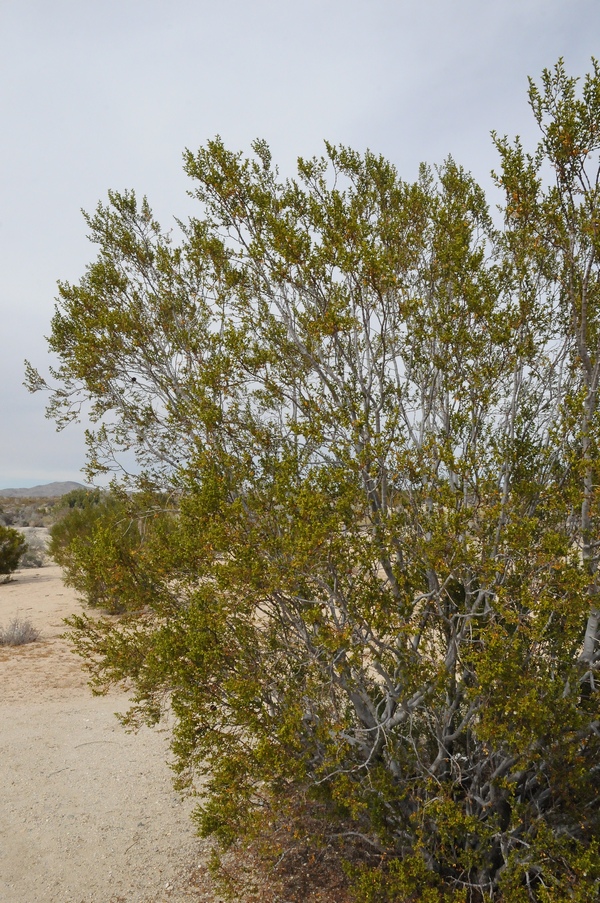 Image of Larrea tridentata specimen.