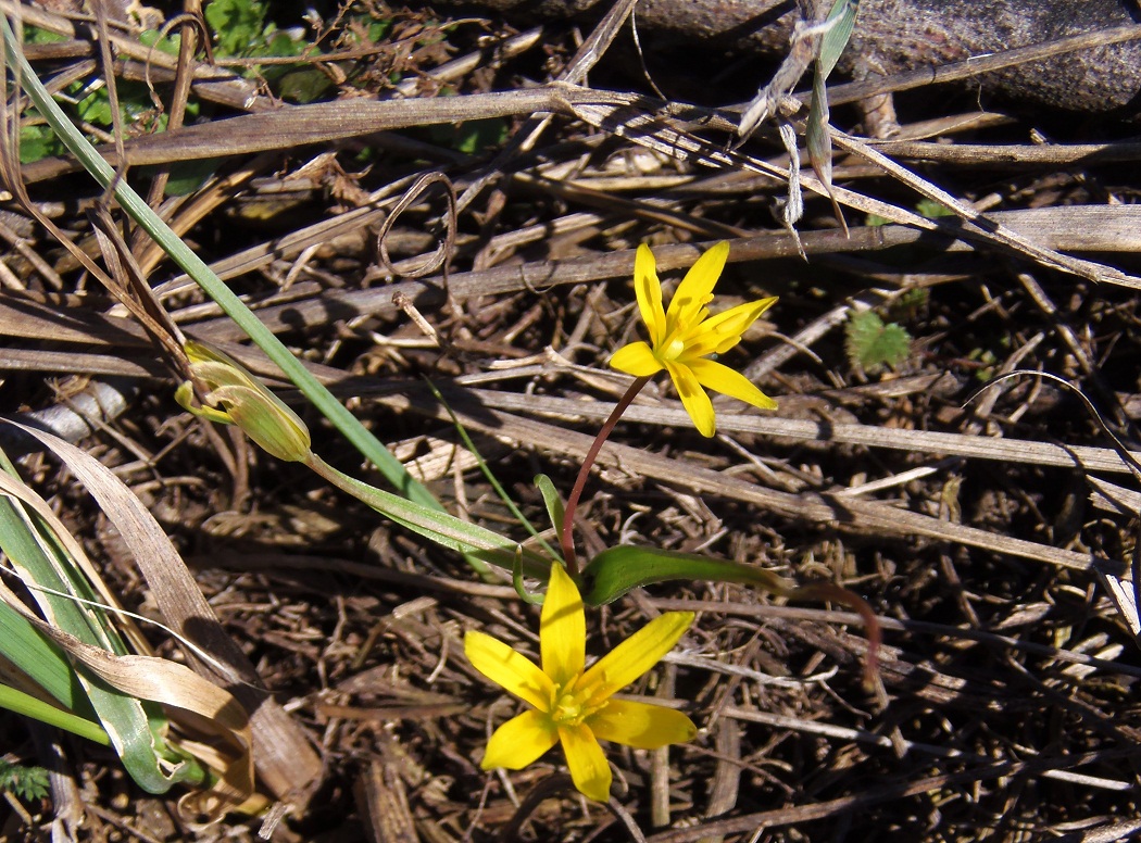 Изображение особи Gagea erubescens.