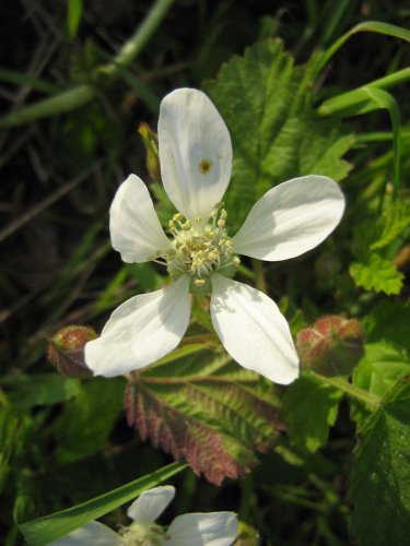 Изображение особи род Rubus.