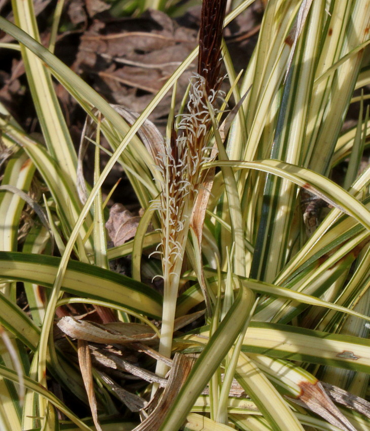 Image of Carex hachijoensis specimen.