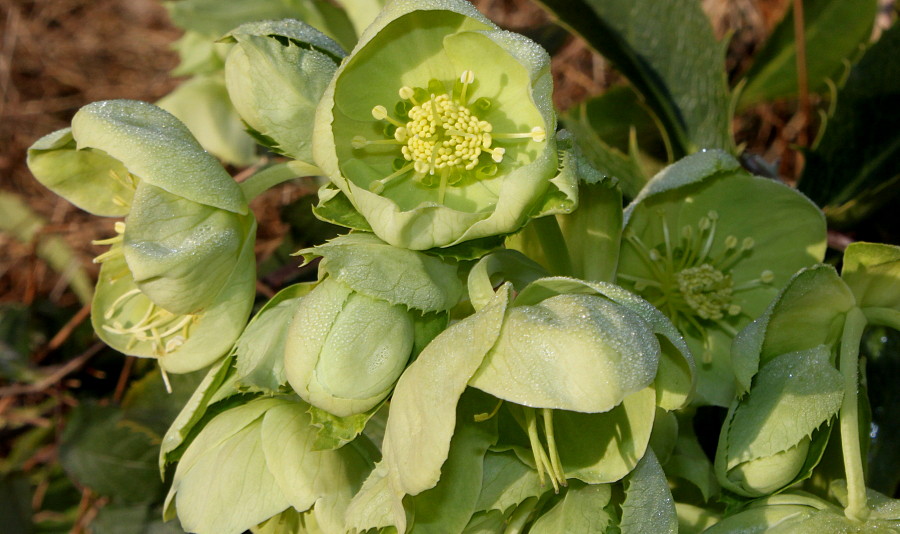 Image of Helleborus argutifolius specimen.